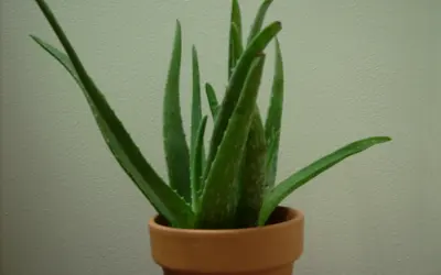 Aloe vera i terrakottakruka med tjocka, köttiga och taggkantade blad i en rosett.