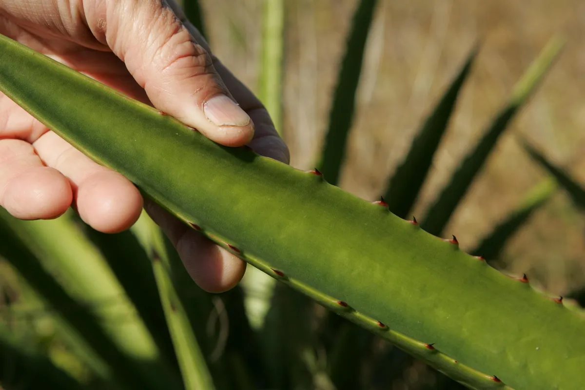 Närbild på aloe verans tjocka, köttiga blad med småtaggig kant.