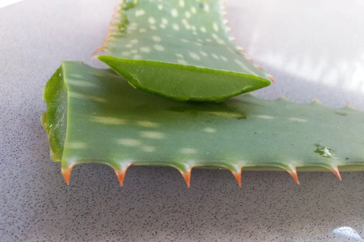 Ett genomskuret aloe vera-blad där den klara gelén syns innanför skalet.