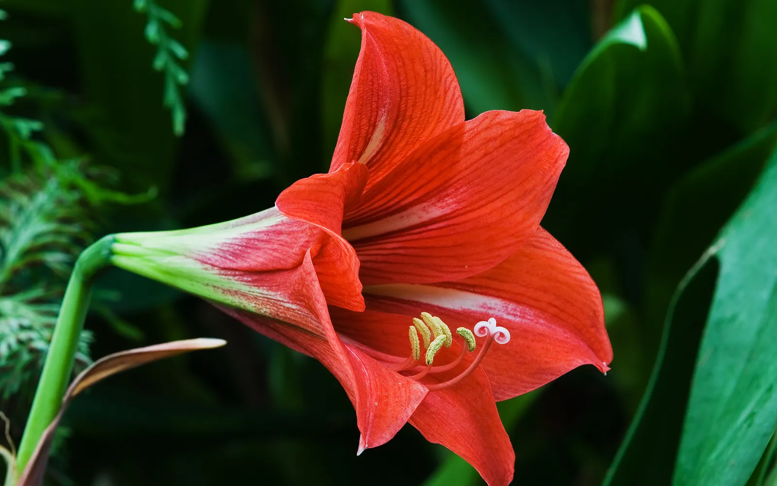 Röd amaryllis (Hippeastrum) med stor, trumpetformad blomma.