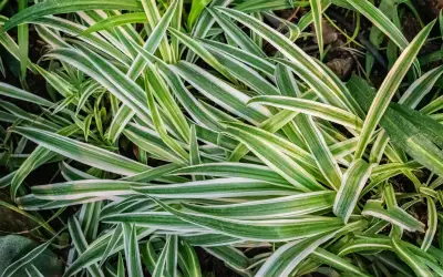 Ampellilja (Chlorophytum comosum) med smala, grön- och vitrandiga bågböjda blad.