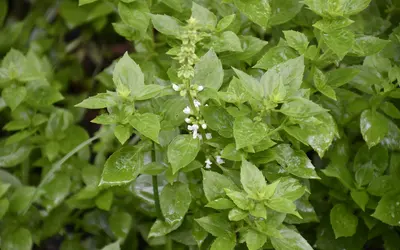 Frodig grön basilikaplanta (Ocimum basilicum) med blanka blad och en späd vit blomställning.