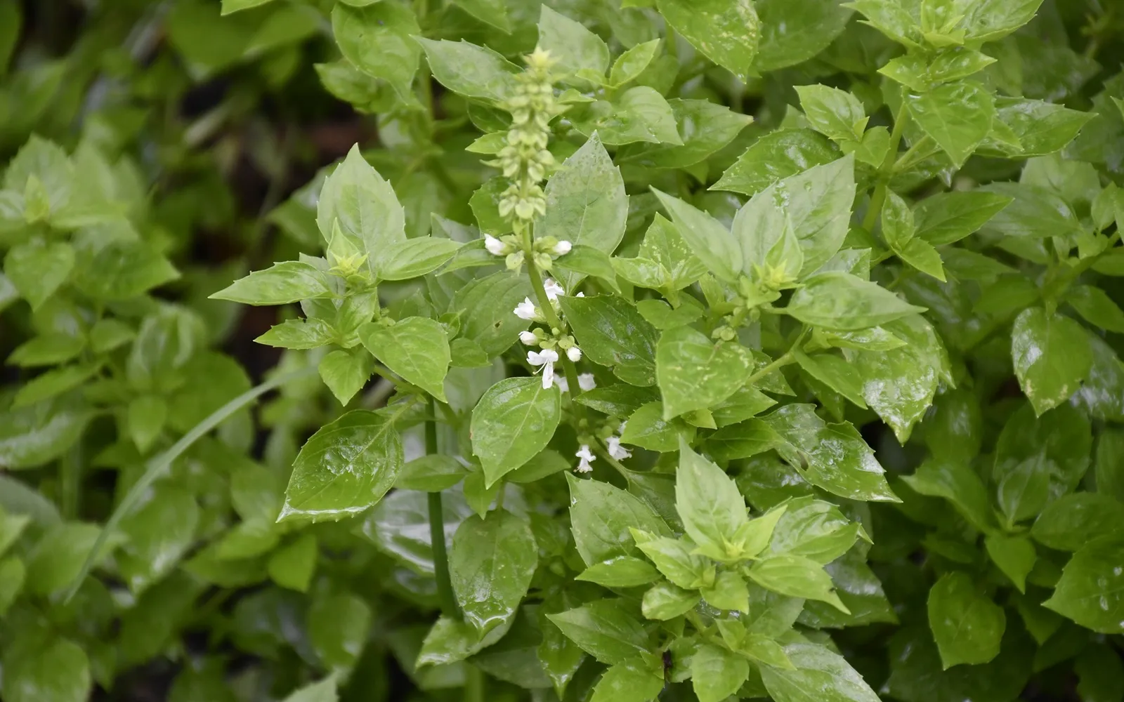 Frodig grön basilikaplanta (Ocimum basilicum) med blanka blad och en späd vit blomställning.
