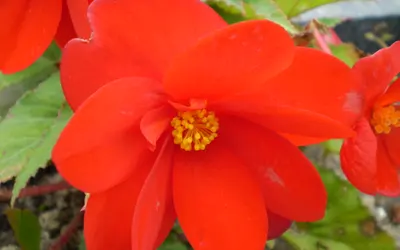 Knölbegonia med en fylld, klarröd blomma och sneda blad.