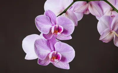 Brudorkidé (Phalaenopsis) med en gren rosalila, fjärilslika blommor.
