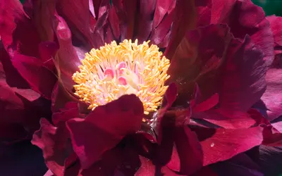 Mörkröd buskpion (Paeonia suffruticosa) med fylld blomma och gula ståndare.