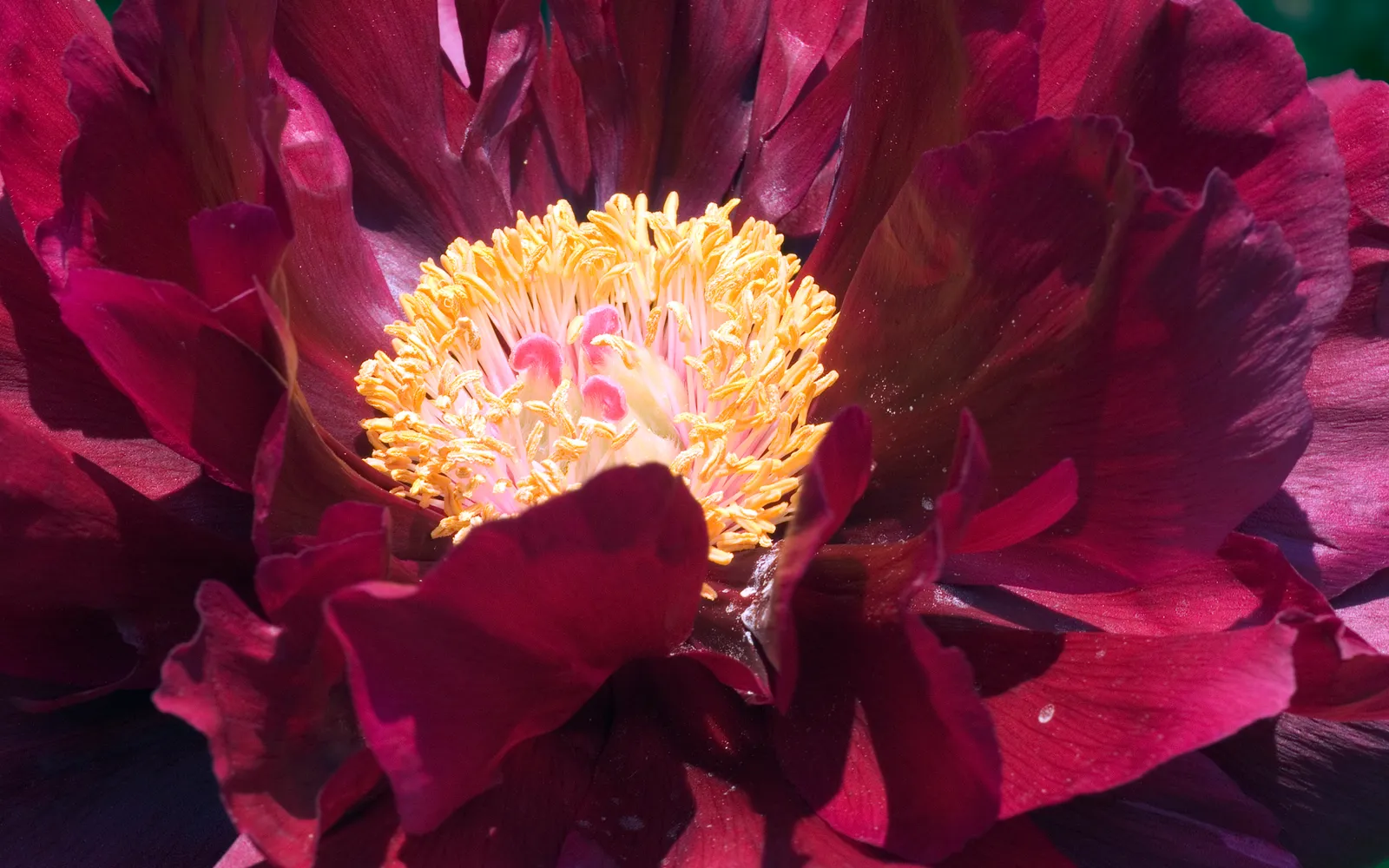 Mörkröd buskpion (Paeonia suffruticosa) med fylld blomma och gula ståndare.