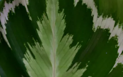 Calathea med dekorativt mönstrade blad i grönt och ljusare teckning.