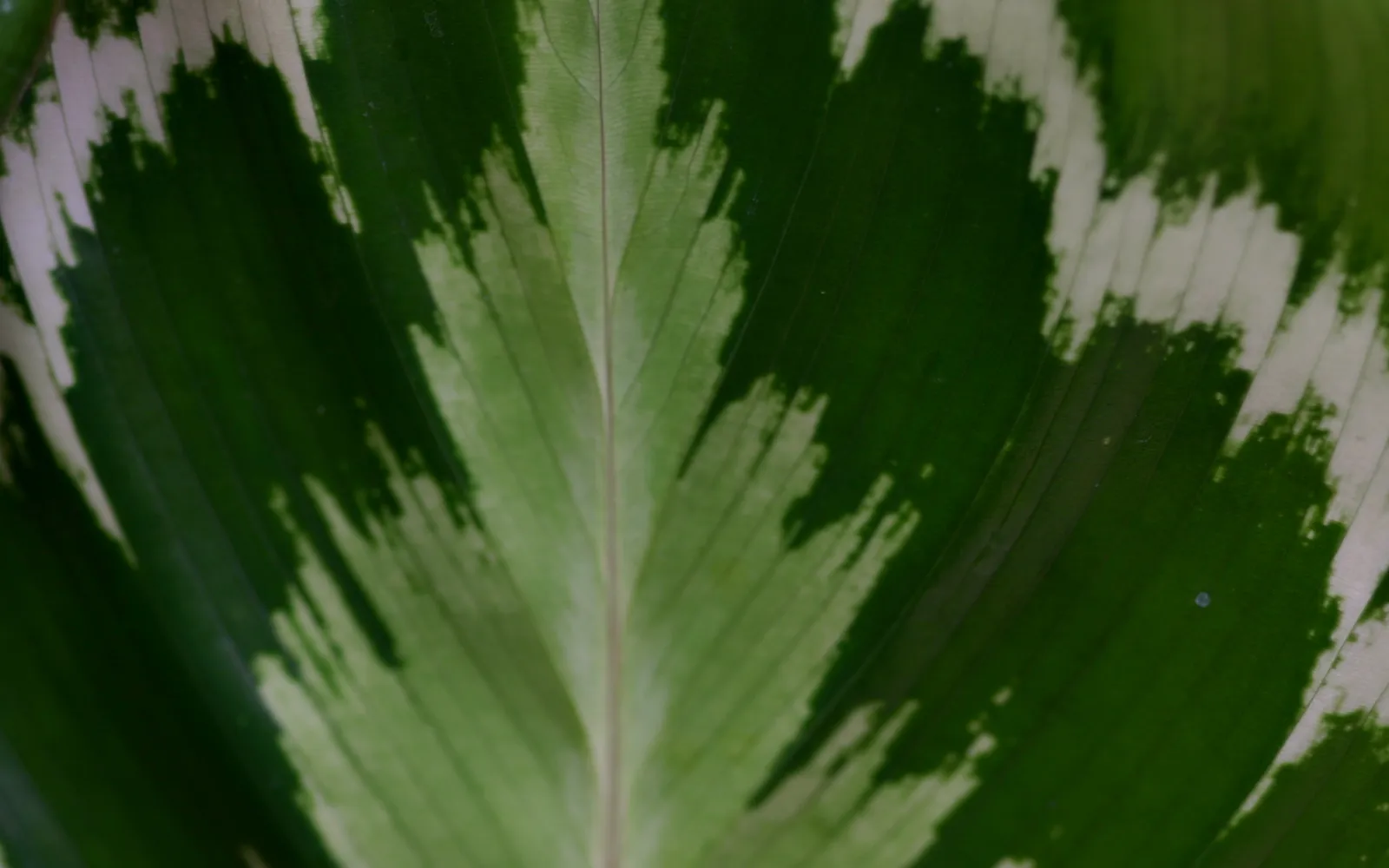 Calathea med dekorativt mönstrade blad i grönt och ljusare teckning.