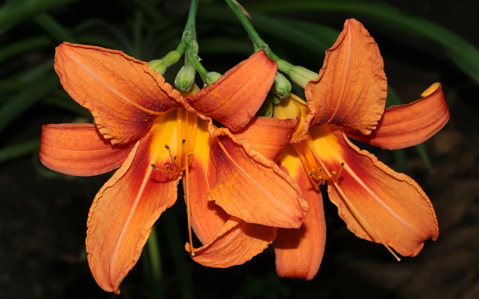 Orange dagliljor (Hemerocallis) i blom.