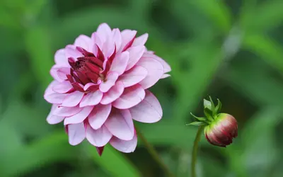 Fylld rosa dahlia i blom med en knopp bredvid, mot grön bakgrund.
