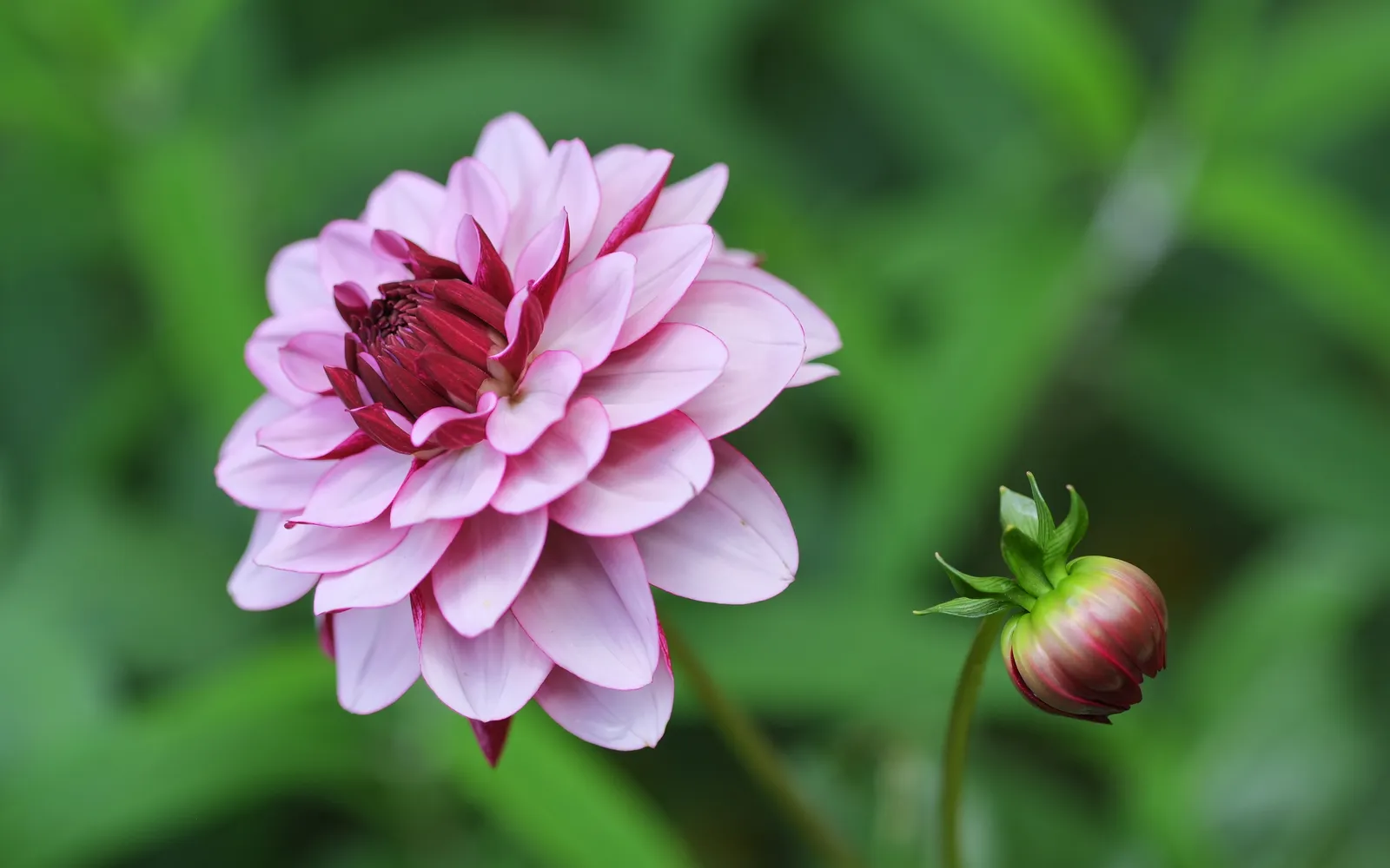 Fylld rosa dahlia i blom med en knopp bredvid, mot grön bakgrund.