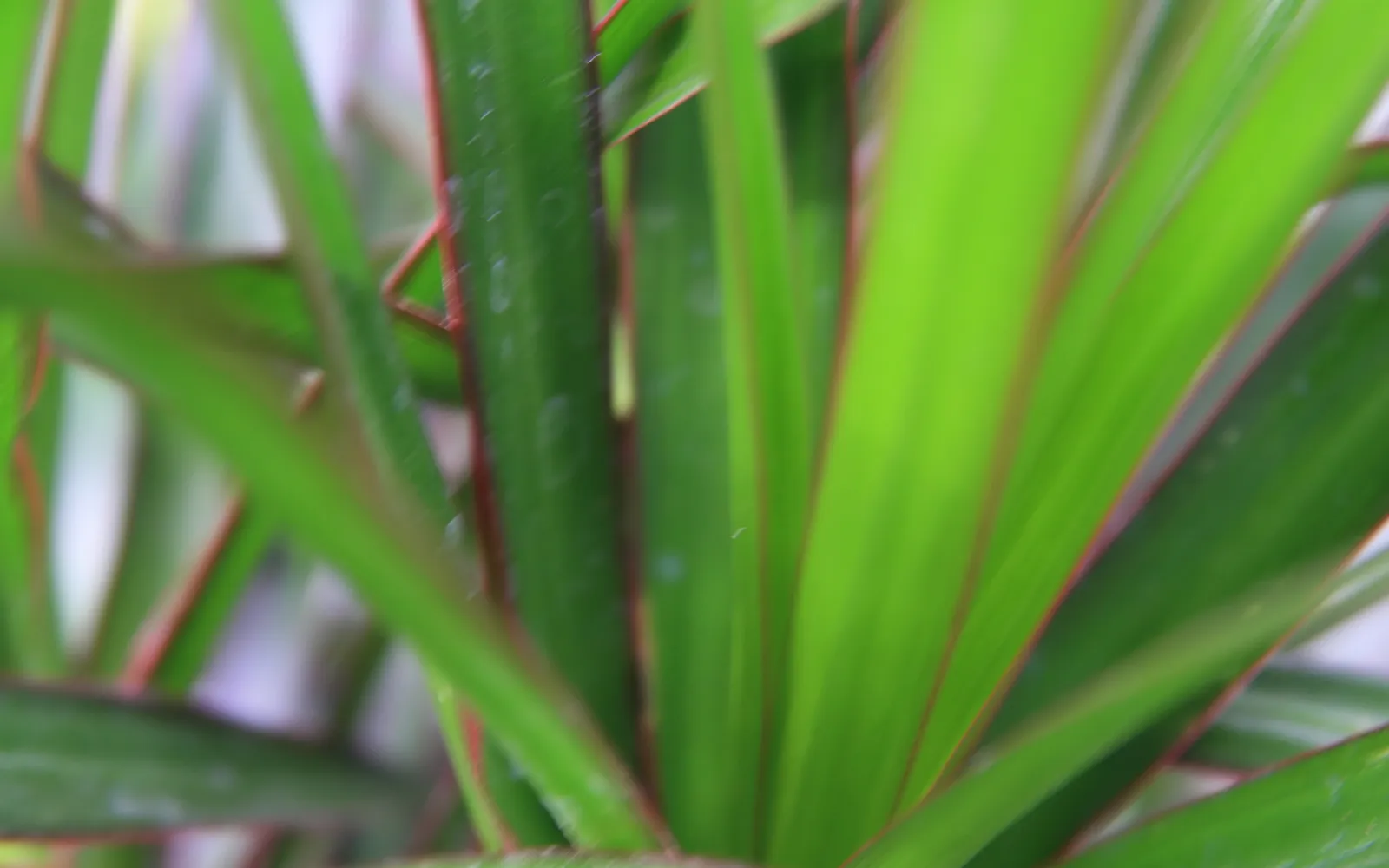 Smala, bågböjda blad med rödbruna kanter hos drakträd (Dracaena marginata).