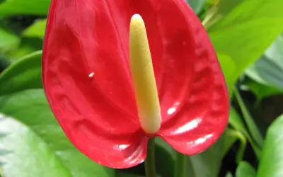 Flamingoblomma (Anthurium) med ett glänsande lackrött hölsterblad och gul kolv.
