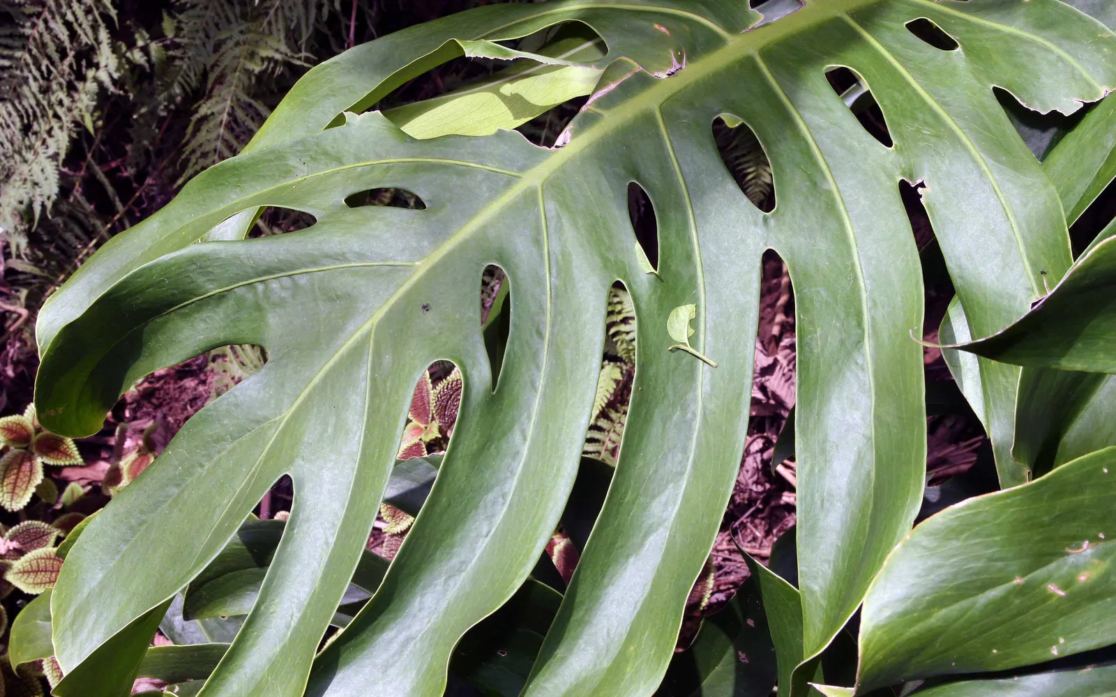 Stort fönsterbladsblad (Monstera deliciosa) med de karakteristiska hålen och flikarna.
