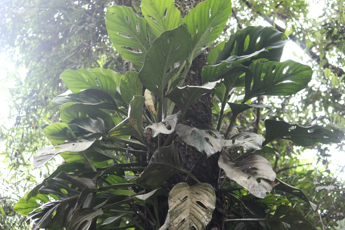 Monstera adansonii med mindre blad fulla av hål, klättrande på en trädstam.