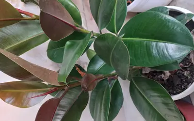 Glansiga, mörkgröna och läderartade blad hos fönsterfikus (Ficus elastica) i kruka.