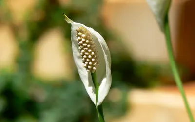 Fredskalla (Spathiphyllum) med ett vitt hölsterblad och krämvit kolv.