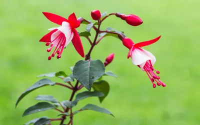 Fuchsia med hängande blommor i rött och vitt.
