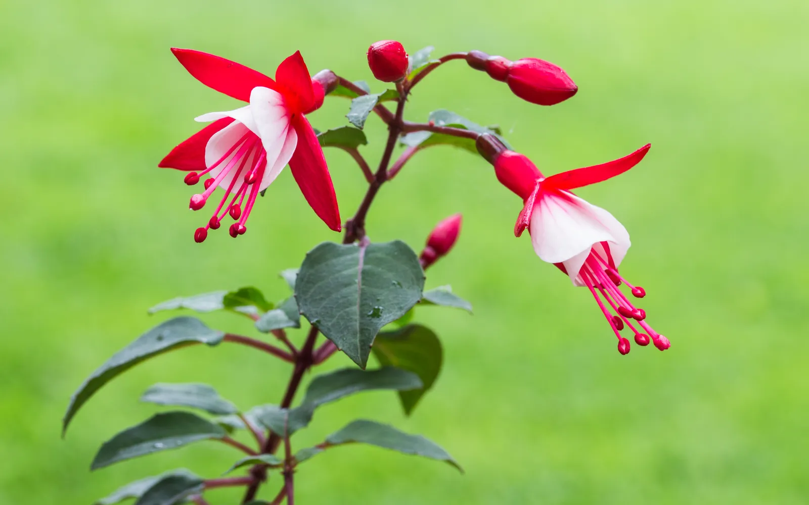 Fuchsia med hängande blommor i rött och vitt.