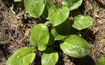 Funkia (Hosta) med breda, glänsande blad och tydliga parallella bladnerver.