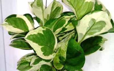 Gullranka (Epipremnum aureum) med hjärtformade, grön- och gulvitbrokiga blad.