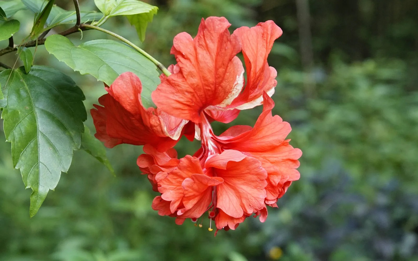 Orange-röd hibiskus (Hibiscus rosa-sinensis) med utskjutande ståndarpelare.