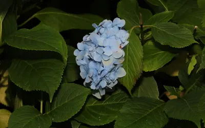 Blå hortensia (Hydrangea macrophylla) med en klotrund blomboll omgiven av mörkgröna blad.