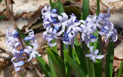 Ljusblå hyacinter (Hyacinthus orientalis) med stjärnformade, doftande blommor.
