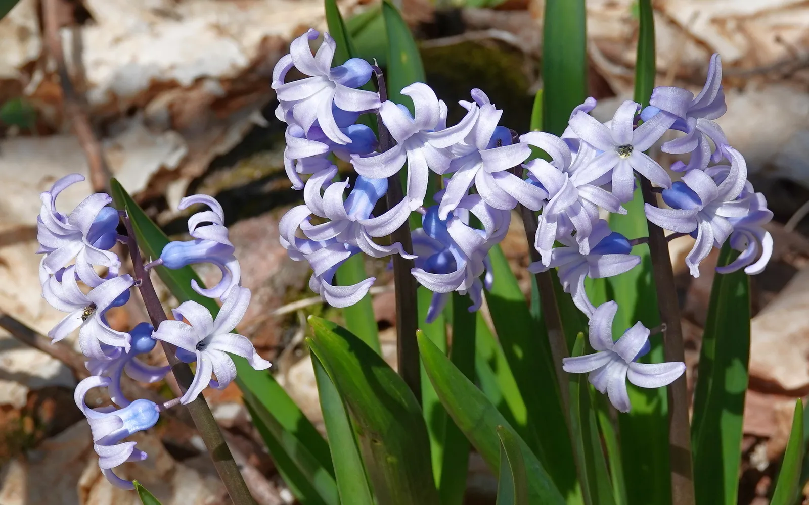 Ljusblå hyacinter (Hyacinthus orientalis) med stjärnformade, doftande blommor.