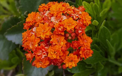 Kalanchoe (Kalanchoe blossfeldiana) med täta klasar av orange, fyllda blommor.