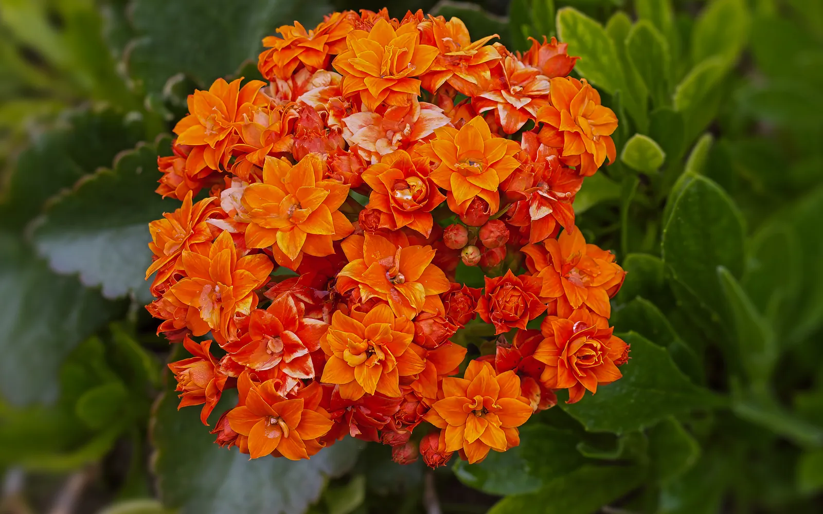 Kalanchoe (Kalanchoe blossfeldiana) med täta klasar av orange, fyllda blommor.
