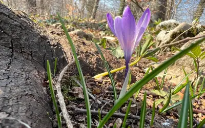 Lila krokus (Crocus) i blom tidigt på våren bland fjolårslöv.
