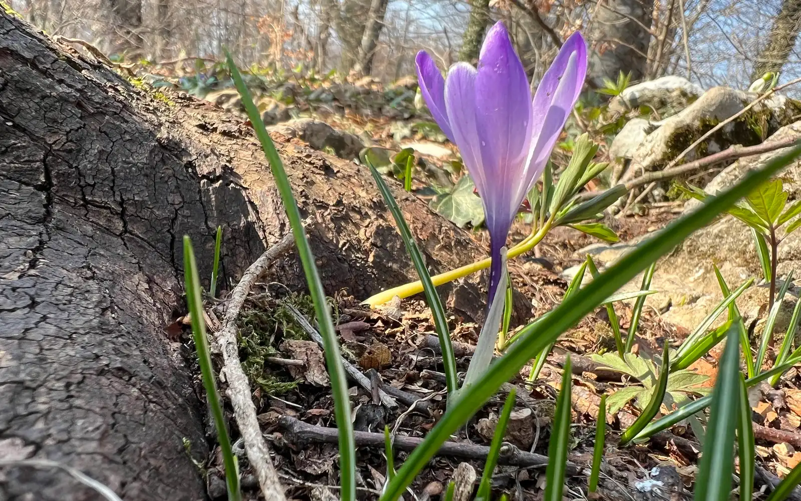 Lila krokus (Crocus) i blom tidigt på våren bland fjolårslöv.