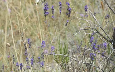 Lavendel (Lavandula angustifolia) med blålila, doftande blomax.