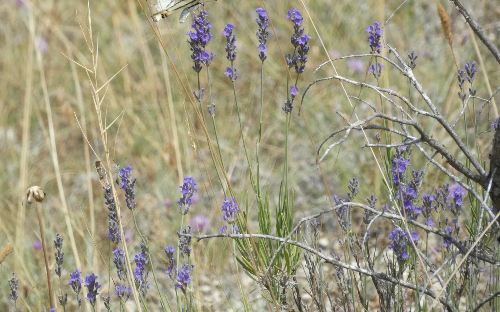 Lavendel (Lavandula angustifolia) med blålila, doftande blomax.