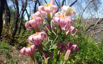Rosa liljor (Lilium) med tillbakaböjda, mörkprickiga kalkblad.