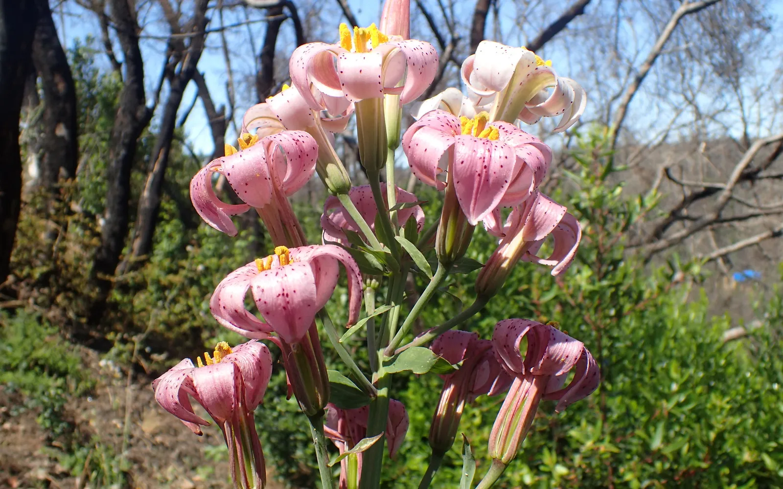 Rosa liljor (Lilium) med tillbakaböjda, mörkprickiga kalkblad.
