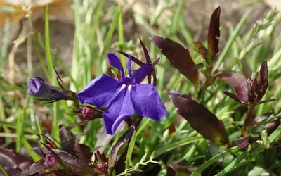 Lobelia (Lobelia erinus) med små, klarblå blommor och ljus strupe.
