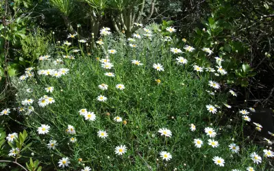Buske med vita margeriter (Argyranthemum frutescens) med gula mitter.
