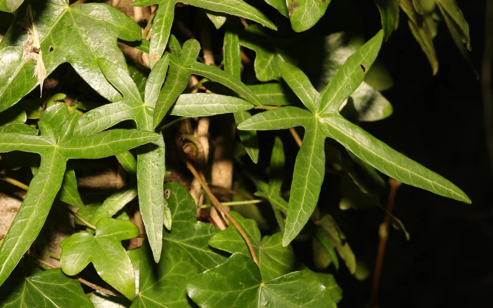 Murgröna (Hedera helix) med klassiska flikiga, mörkgröna blad.