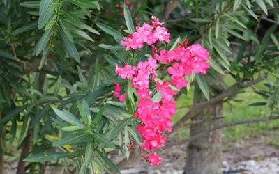 Oleander (Nerium oleander) med klasar av rosa blommor och smala, läderartade blad.