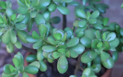 Paradisträd (Crassula ovata) med tjocka, köttiga och blanka blad med rödaktig kant.