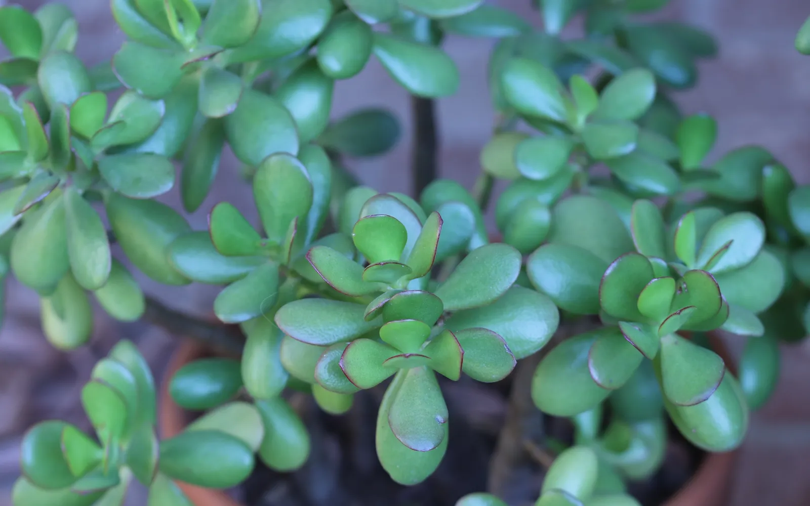 Paradisträd (Crassula ovata) med tjocka, köttiga och blanka blad med rödaktig kant.