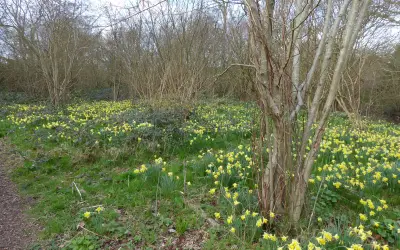 Vilda påskliljor (Narcissus pseudonarcissus) i gul blom på en ljus skogsbacke.
