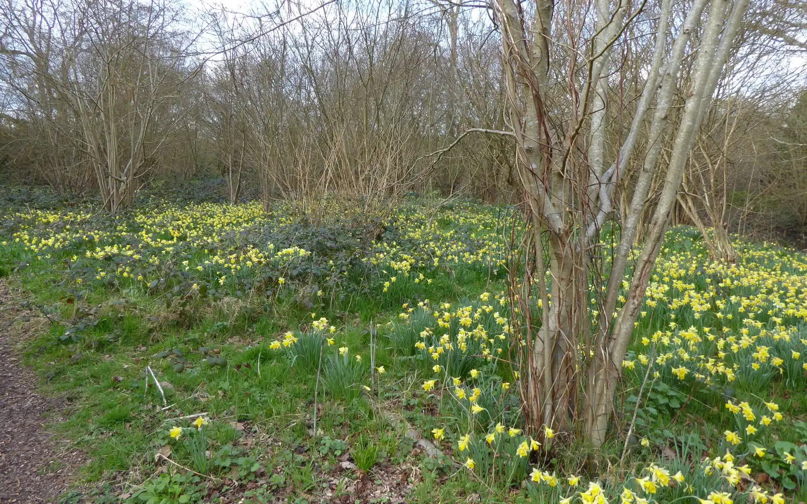 Vilda påskliljor (Narcissus pseudonarcissus) i gul blom på en ljus skogsbacke.