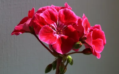 Röd pelargon (Pelargonium) med ett tätt klot av blommor.