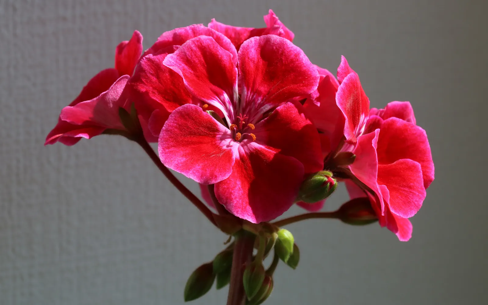 Röd pelargon (Pelargonium) med ett tätt klot av blommor.