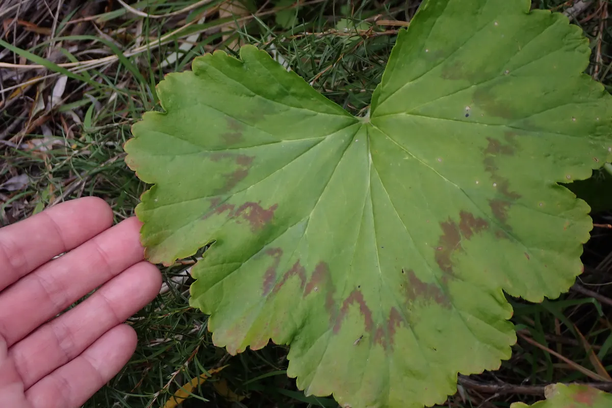 Zonalpelargonens runda blad med den mörka, hästskoformade zonteckningen.