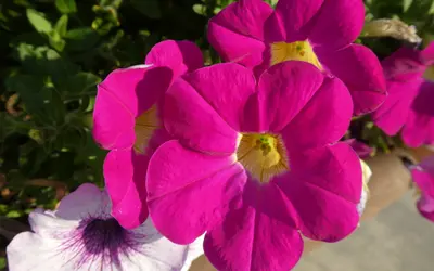 Magentafärgade petunior (Petunia) med trattformade blommor.